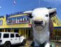 Cow at Big Texan Amarillo